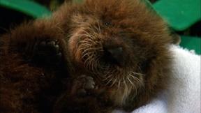 Image of Saving Otter 501: Meet Otter 501