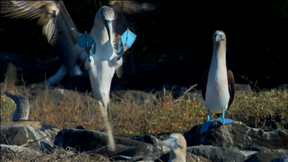 Image of Dance of the Blue-Footed Booby