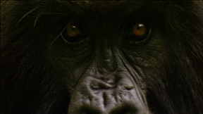 Image of Gorilla Love Games