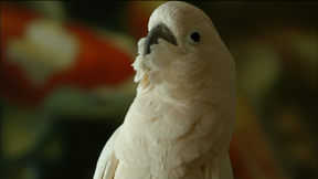 Image of Meet Dolly, the Moluccan Cockatoo