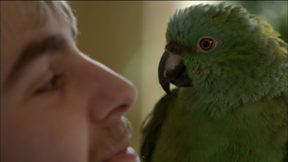 Image of Meet Basil, the Yellow-Naped Amazon