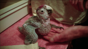 Image of Meet Geoffrey, the Scarlet Macaw