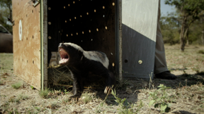 Image of Honey Badgers: Masters of Mayhem