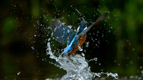 Image of Ireland's Wild River