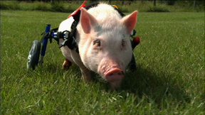 Image of Trailer: My Bionic Pet