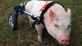 Image of My Bionic Pet