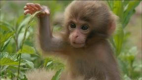 Image of Monkey Babies Start to Explore