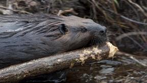 Image of Leave It to Beavers - Preview