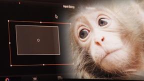 Image of Behind-The-Scenes of Snow Monkeys, Part 2: Post-Production