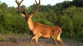 Image of Wild France