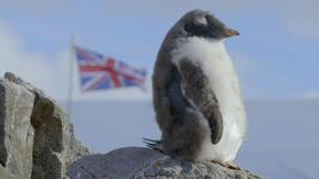 Image of Punk Rock Penguins Take a Stand