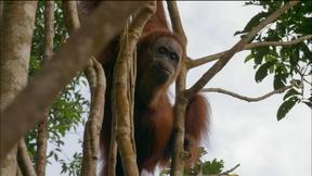 Image of Orangutan Mom Helps Baby Swing Through Tree Tops