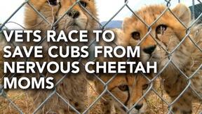 Image of Vets race to rescue cheetah cubs from their mother