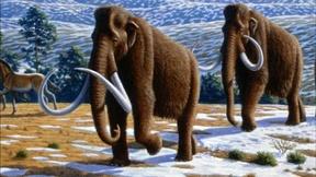 Image of Should science revive the woolly mammoth?