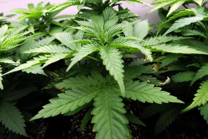 Washington D.C. decriminalizes pot