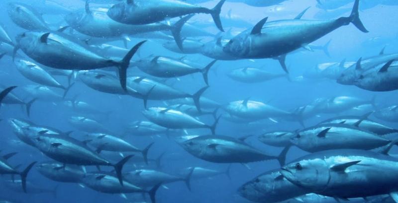 Pacific Island Nation Bans Commercial Fishing