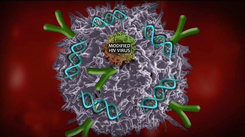 Experimental therapy trains immune cells to kill leukemia