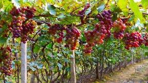 Image of Is Resveratrol the Magic Bullet Against Aging?