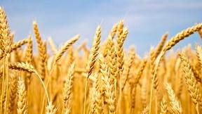Image of What Grain Is Doing Your Brain