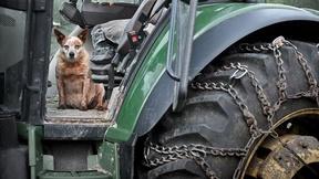 Image of Old Dogs Can Teach Us New Tricks