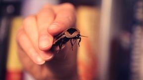 Image of Cyborg Cockroaches