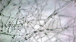 Image of Mushroom Material