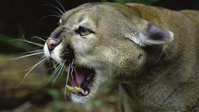 Image of Wild Predator Invasion Preview