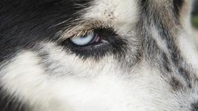 Image of Animal Minds: Dogs Preview
