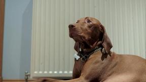 Image of Dogs' Sense of Time