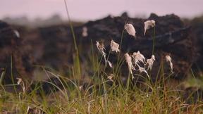 Image of Nature's Time Capsules
