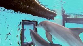 Image of Dolphin Mirror