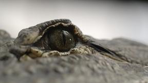 Image of Spinosaurus vs. Alligator