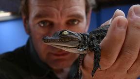 Image of Operation Maneater: Crocodile Preview