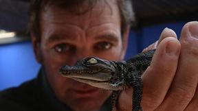 Image of Crocodile