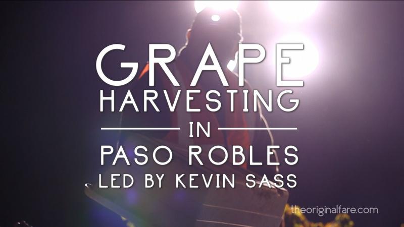 Grape Harvesting in Paso Robles