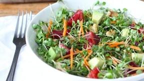 Image of Grown Your Own Microgreens for a Healthy Salad
