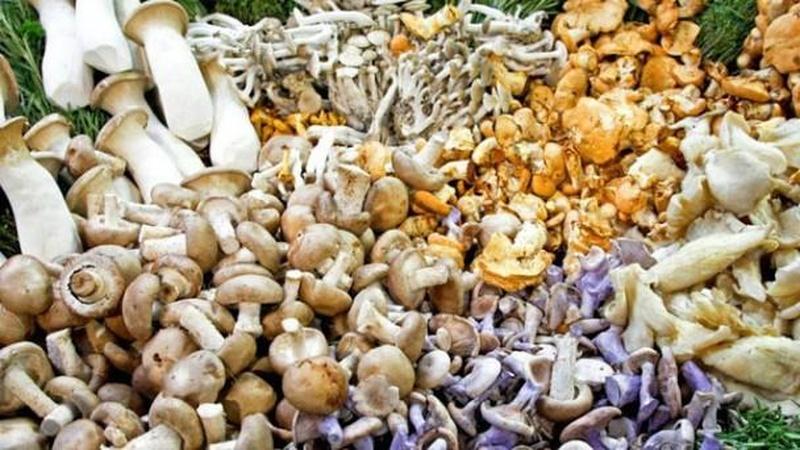 How Mushrooms Went From Fatal to Friendly