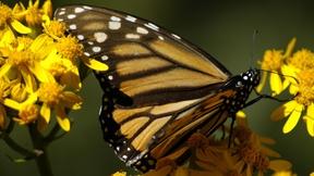 Image of Think Wednesday Continues April 30