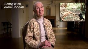 Image of Being with Jane Goodall