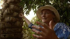 Image of Archimedes' Screw & The Date Tree of Babylon