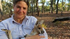 Image of Kangaroos
