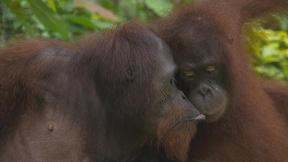Image of Orangutans
