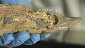 Image of Our Fishy Brain