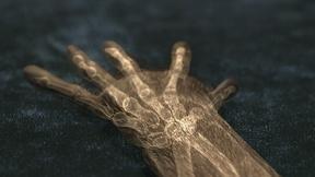 Image of The Human Hand: A Gift from Ancient Primates