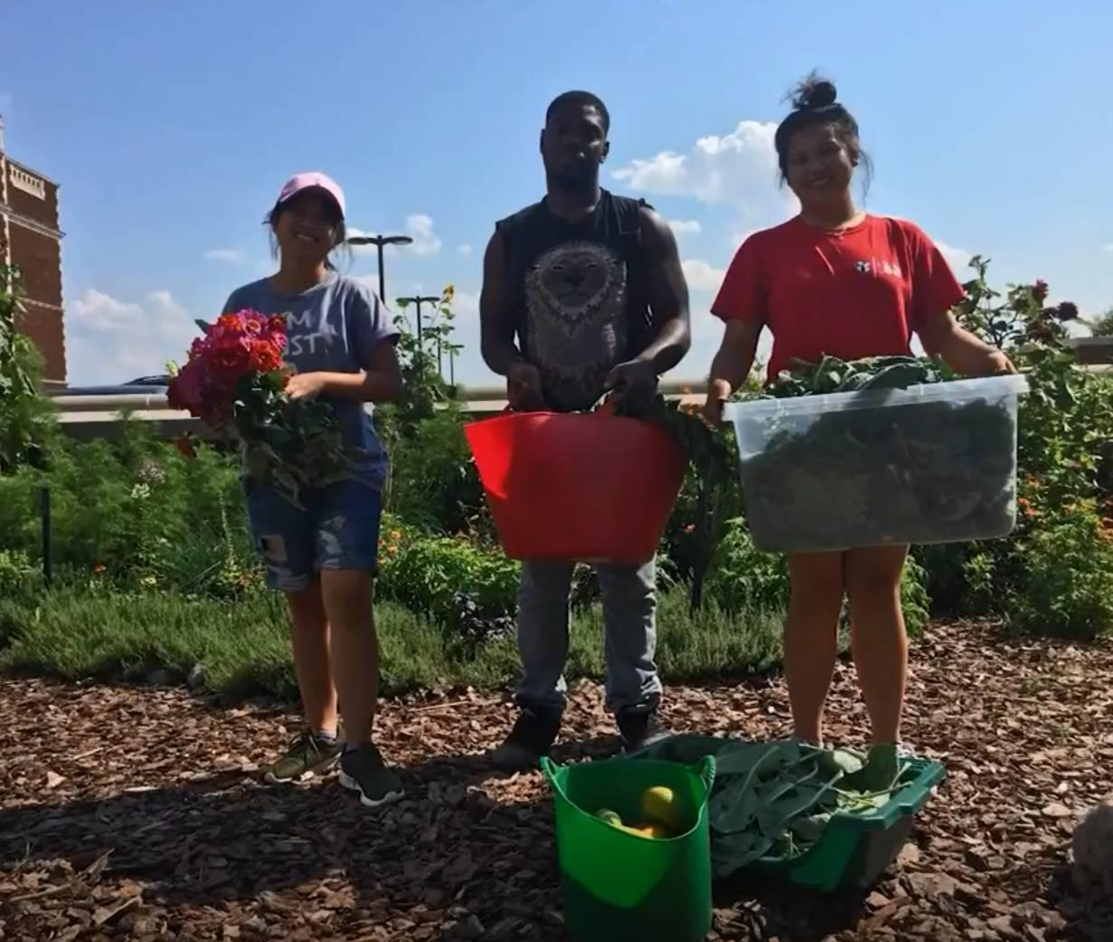 Students harvest fresh produce
