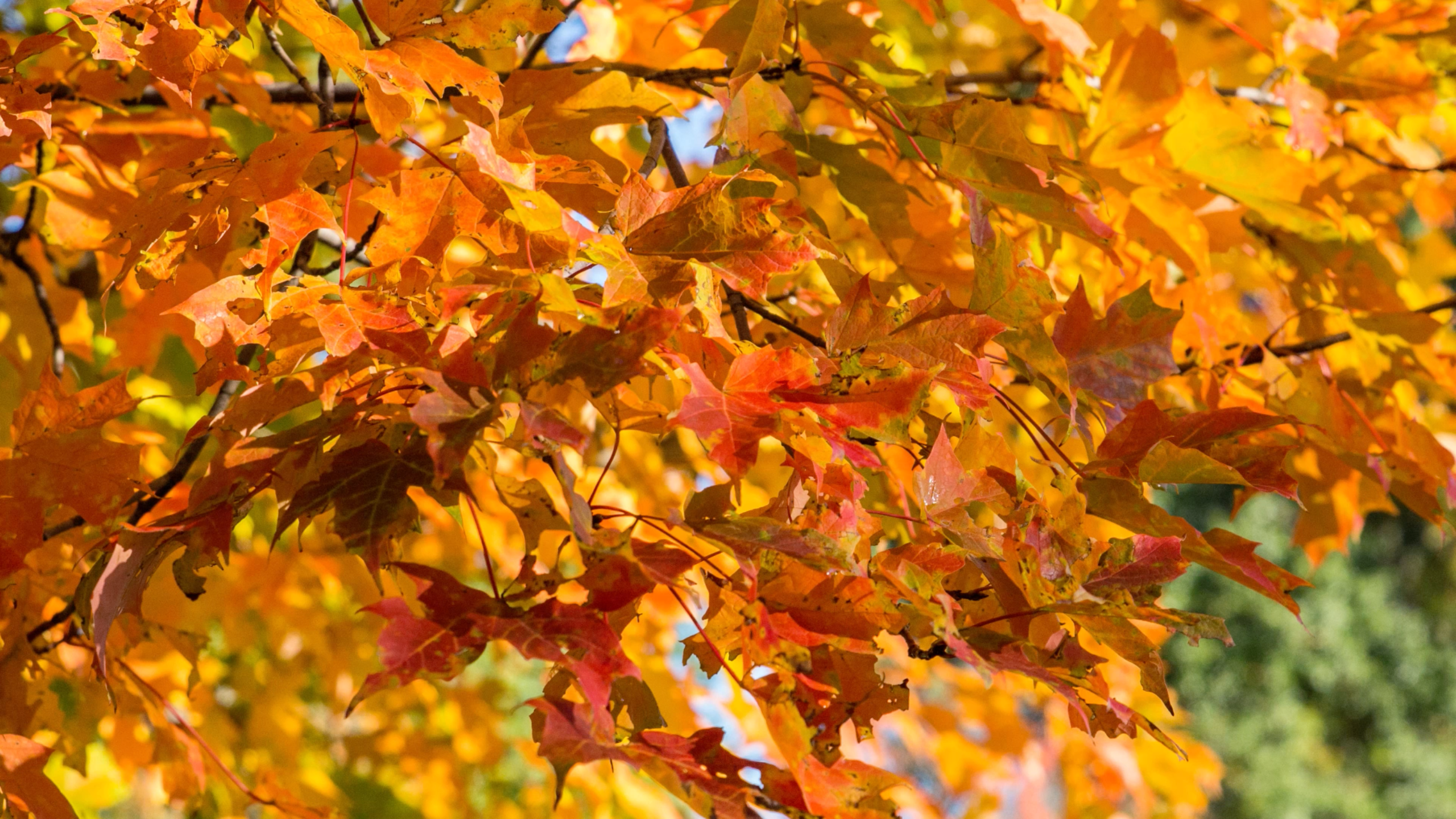 Excited For Autumn Get In The Spirit With Fall Foliage