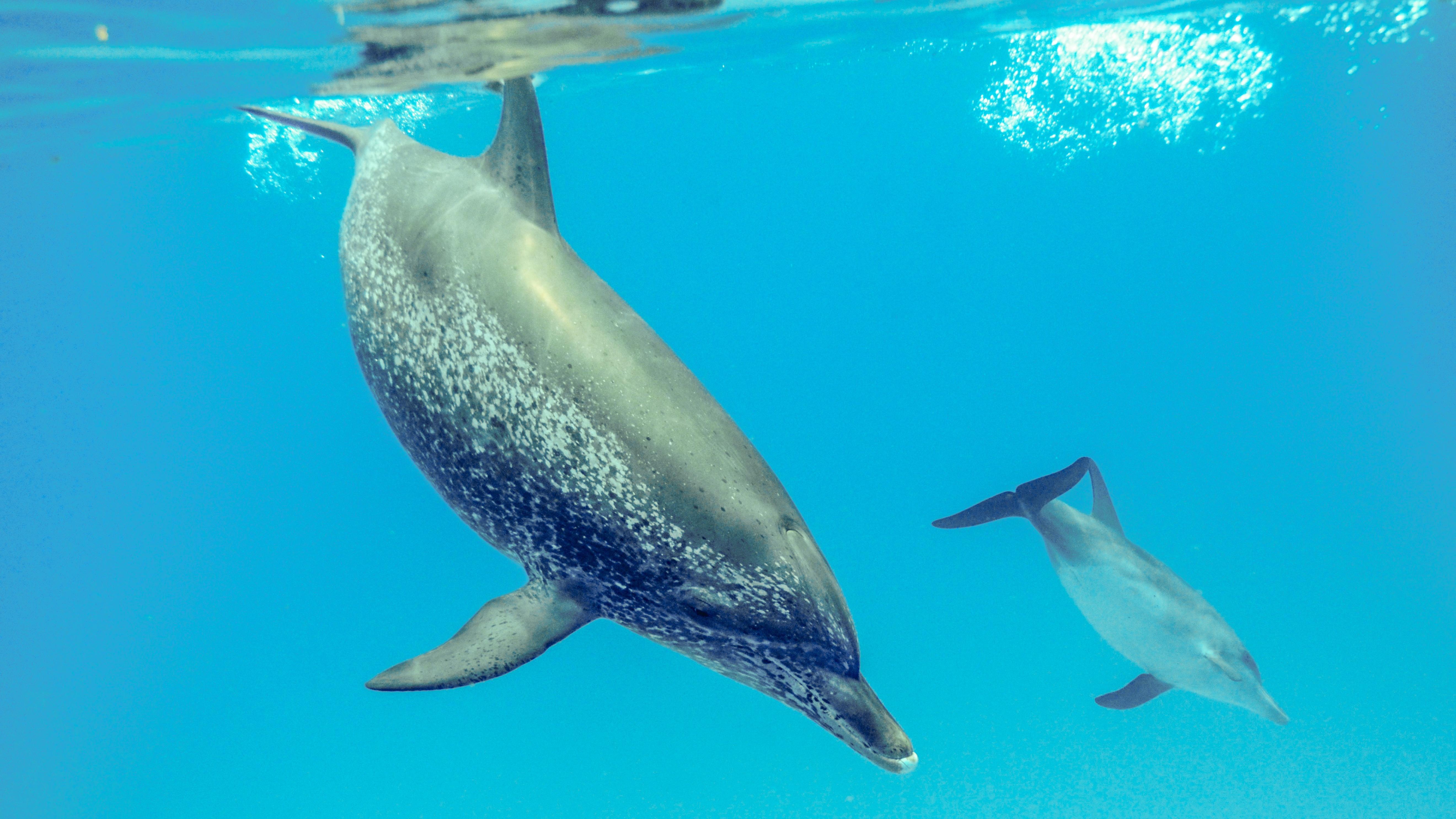 Wild Dolphin Project – atlantic spotted dolphins