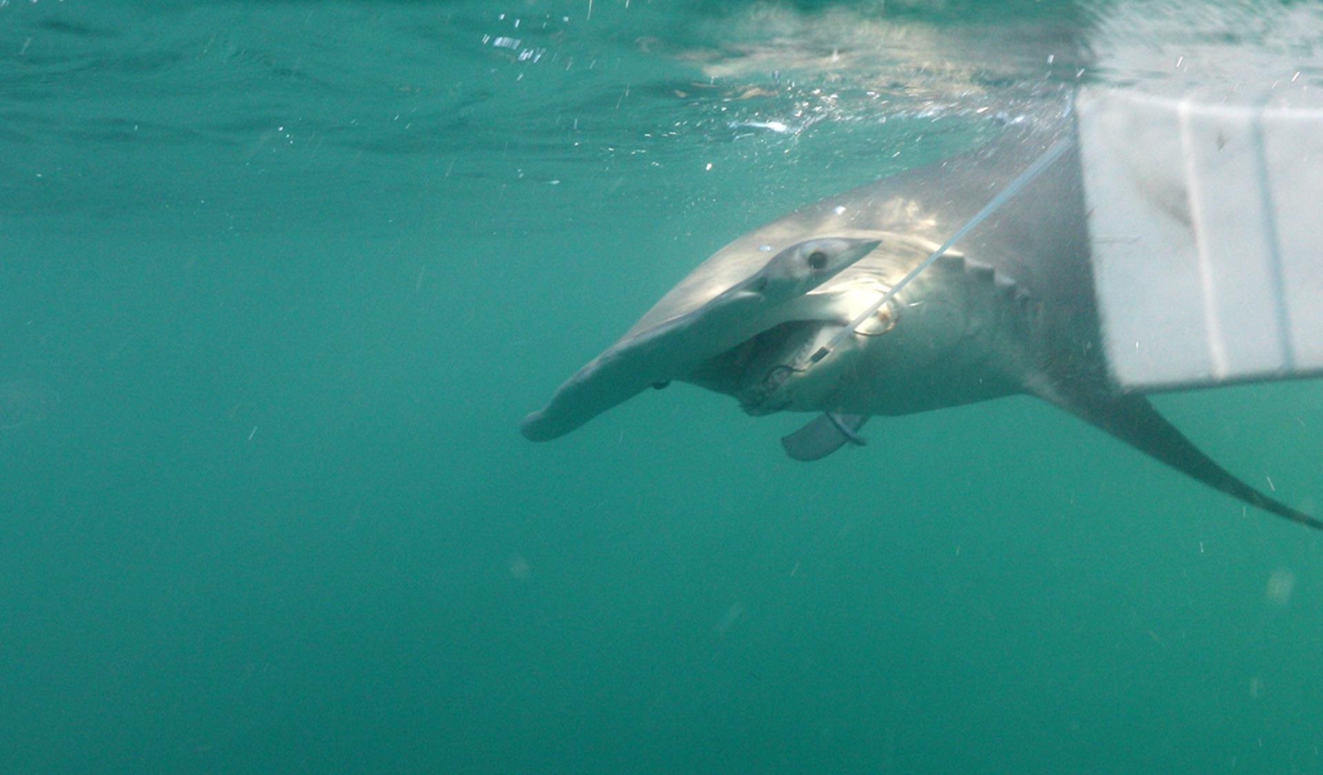 land based shark fishing barrett rods big bull shark on the beach! 