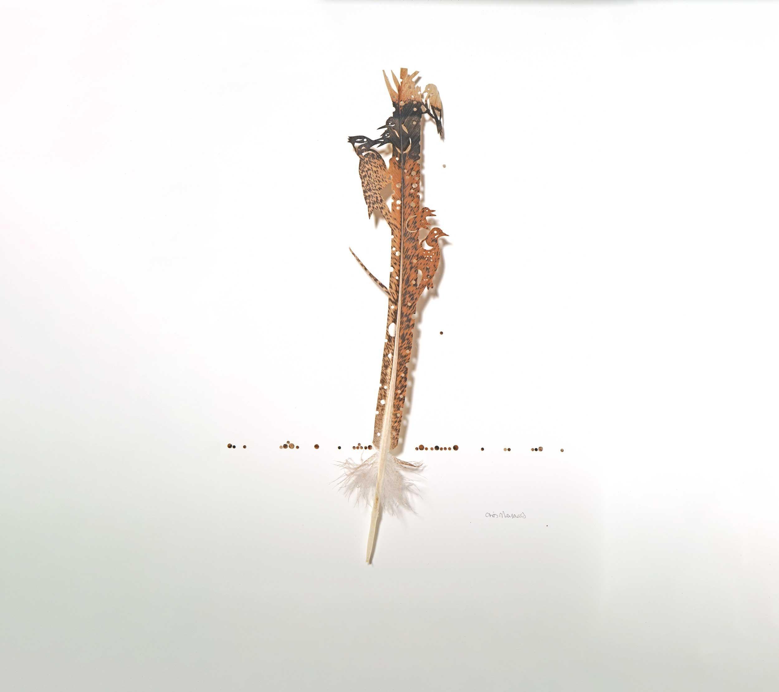 Chris Maynard, Three Woodpeckers
