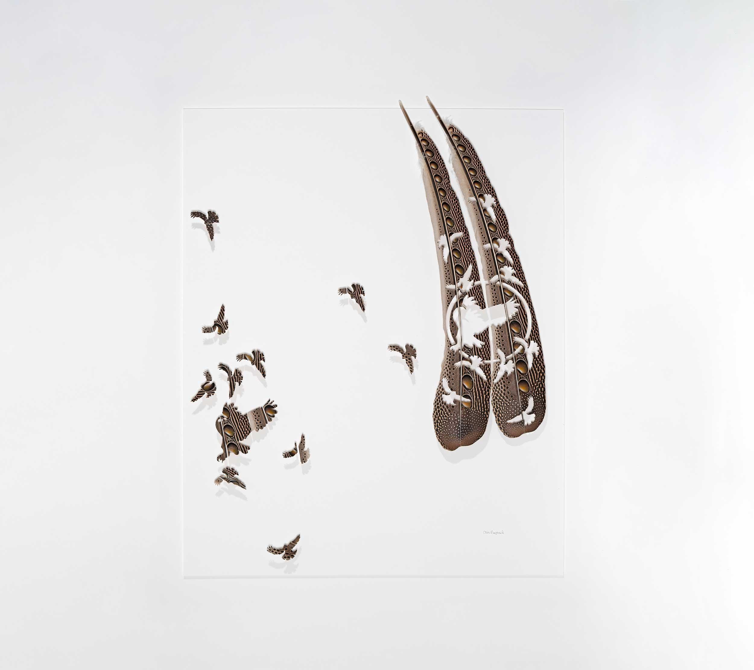 Chris Maynard, Argus Owl Mob